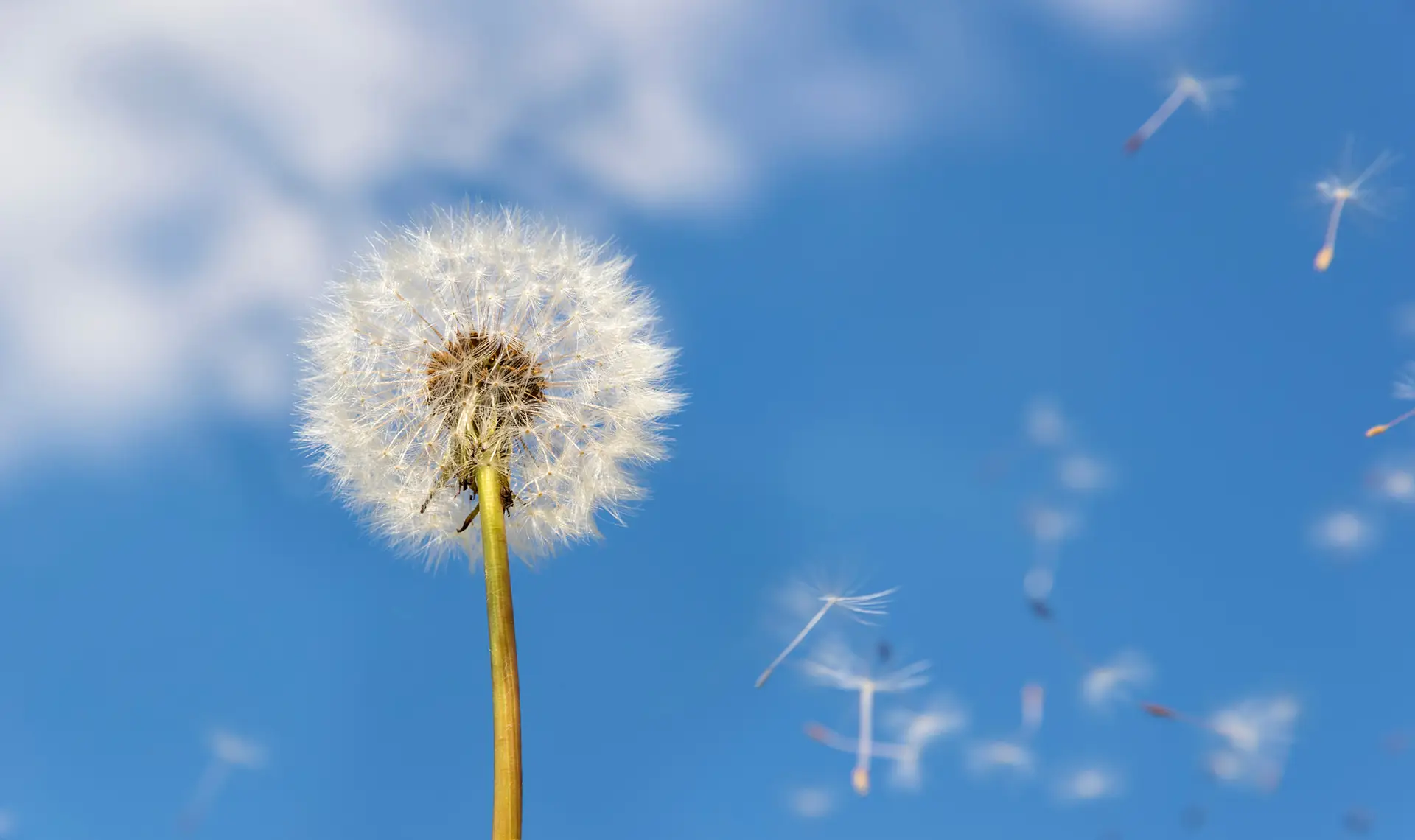 Allergologia